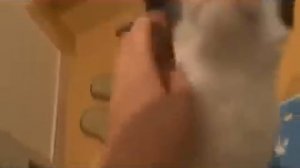 Гляньте как кошка встречает хозяина