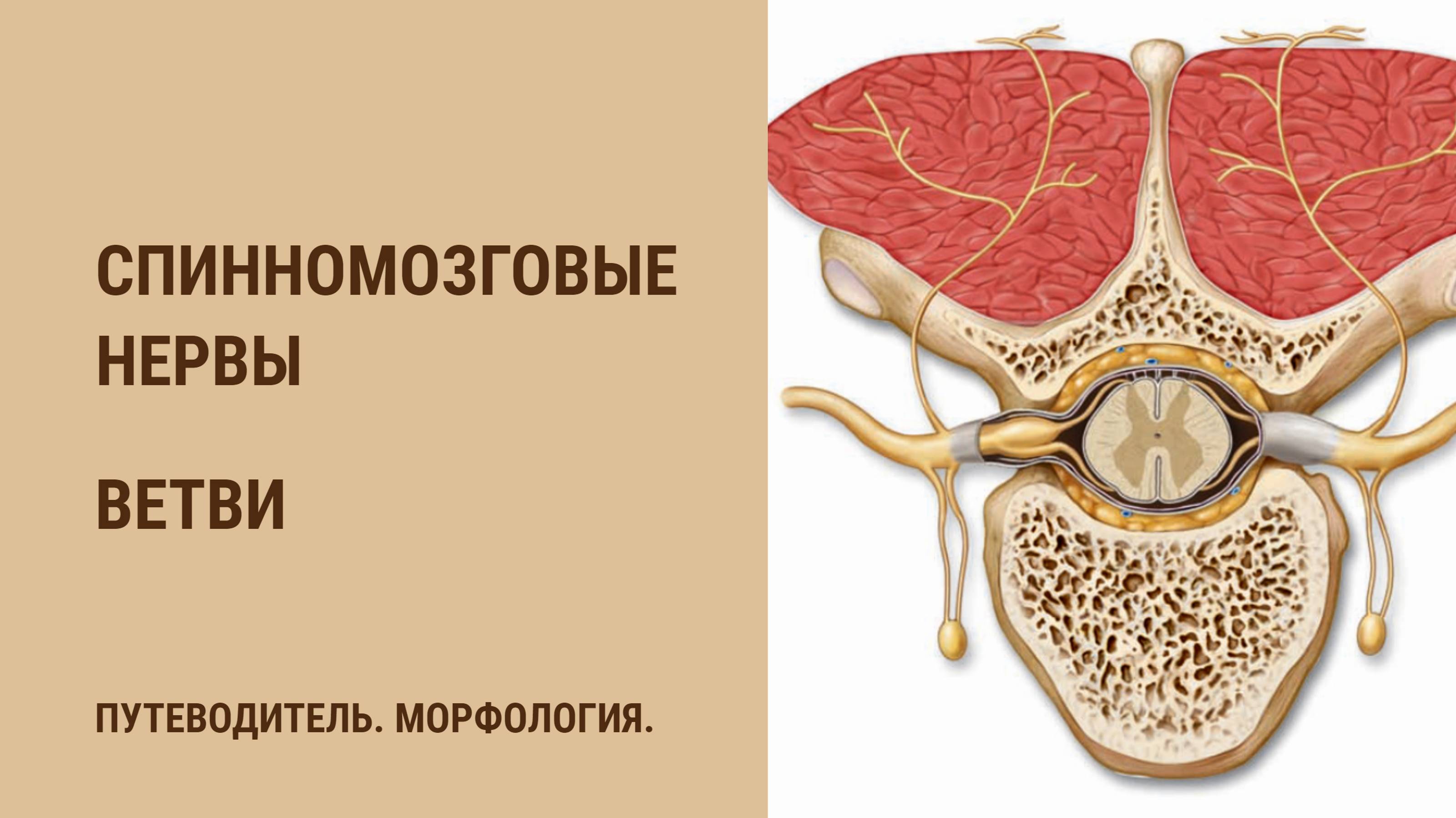 Спинномозговые нервы. Ветви