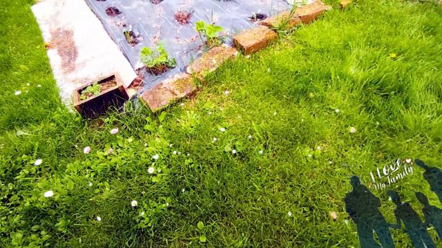 ЦВЕТЫ В САДУ FLOWERS IN THE GARDEN