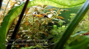 Размножение в общем аквариуме. Breeding shrimp and fish.