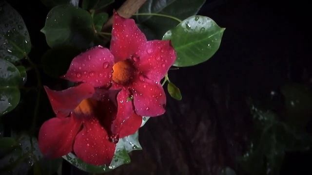 Прекрасная расслабляющая музыка для сна, медитации, лечебная музыка, спокойная музыка + Звуки дож смотреть онлайн