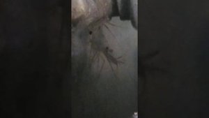 Криветка и её существование