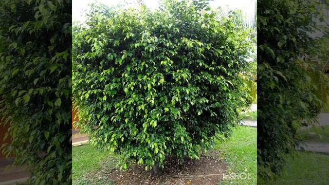 árbol ficus смотреть онлайн
