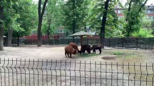 ТИЖНЕВИЙ ВЛОГ: хрестини👼🏻 Київський зоопарк🦁 новий магазин товарів для дому🛋️ подарунки🎁