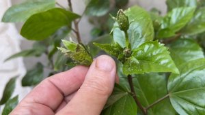 Борьба с тлей и щитовкой на розах, Гибискусе и цитрусовых препаратом Б-58. Результат через сутки.