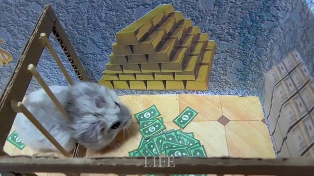 Хомяк Клава грабит Банк? Лабиринты для хомяков смотреть онлайн