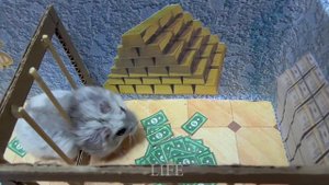 Хомяк Клава грабит Банк? Лабиринты для хомяков