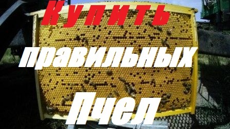 Как правильно покупать пчел.Покупка пчелопакетов.Покупка пчелосемей.