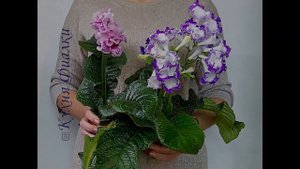 Стрептокарпус DS-Love, DS-2403, DS-1714