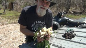 The Finest Ramps (Wild Leeks) in the entire Eastern. U.P. !