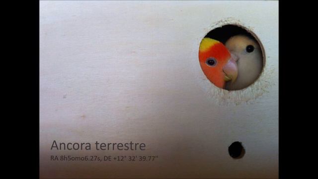 La Scimmia - Ancora Terrestre смотреть онлайн