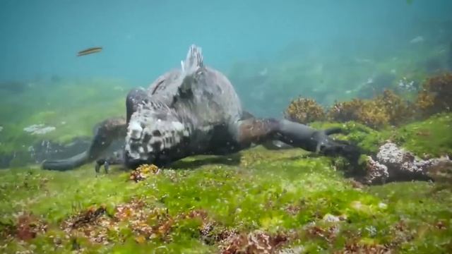 10 самых удивительных ящериц в мире!