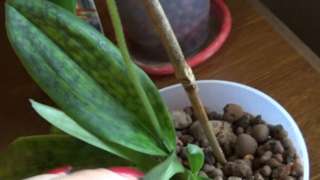 Paphiopedilum no ID from Missorchidgirl finally blooms - Maudiae Green смотреть онлайн