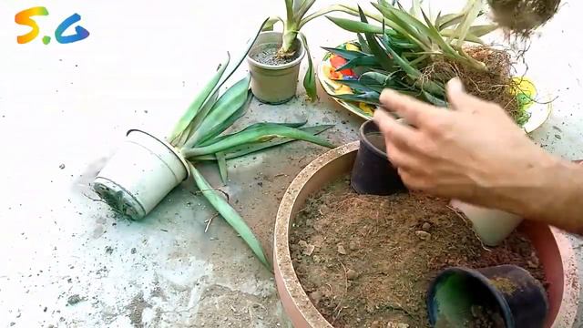 Agave succulent plants propagation смотреть онлайн