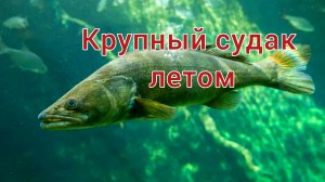 КАК ловить СУДАКА летом? ЛОВЛЯ СУДАКА летом. КАК поймать СУДАКА на СПИННИНГ и на ЖИВЦА?