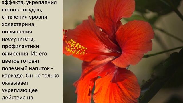 ТОП-8 самых полезных комнатных растений смотреть онлайн