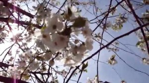 Весна. Цветёт вишневый сад. Прекрасный вишни белый цвет!