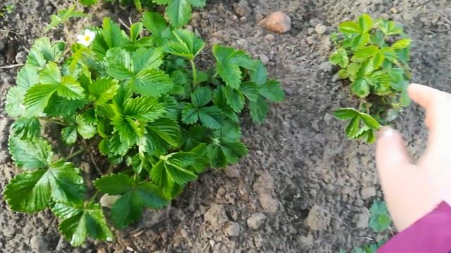 ЗЕМЛЯНИКА ИЗ СЕМЯН !!! БАРОН СОЛЕМАХЕР /САШЕНЬКА. смотреть онлайн