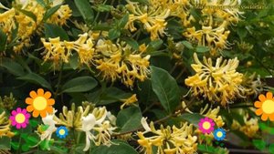 Жимолость брауна Грахм Томас. Краткий обзор, описание характеристик lonicera brownii Graham Thomas