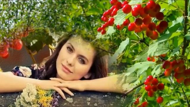 Горит калина текст. Горят кусты калины. Песня горит калины цвет. Песня горит калины цвет. Веселуха калины куст.