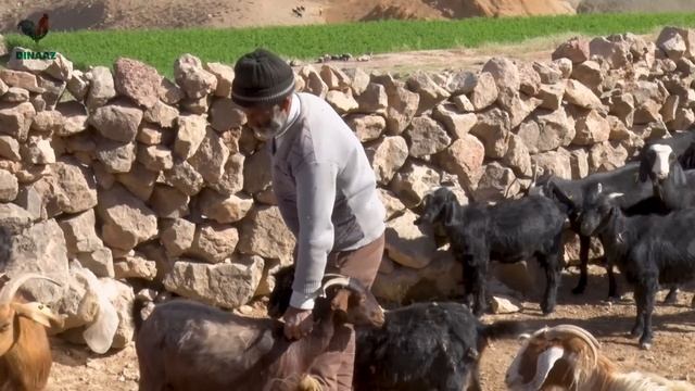 Live 2000 Years Ago: One Day in the Life of an Iranian Nomadic Family in a Mudstone House смотреть онлайн