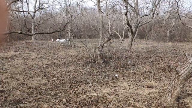 Алабай! Среднеазиатская овчарка в деле!!!