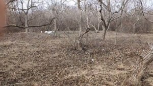 Алабай! Среднеазиатская овчарка в деле!!!