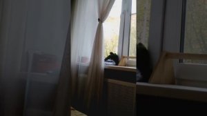 веерный попугай Ярик.