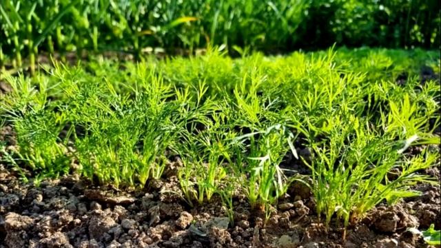 Маленькие хитрости, которые помогут вырастить пышные кусты укропа без зонтиков смотреть онлайн