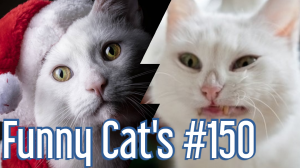 Смешные коты #150