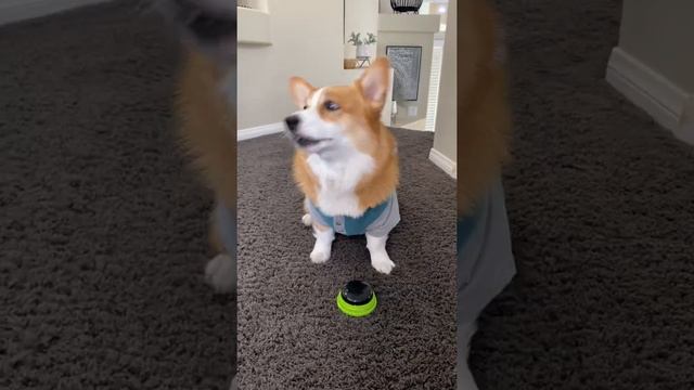 Talking DOGS Play Trivia Game! #shorts #corgi