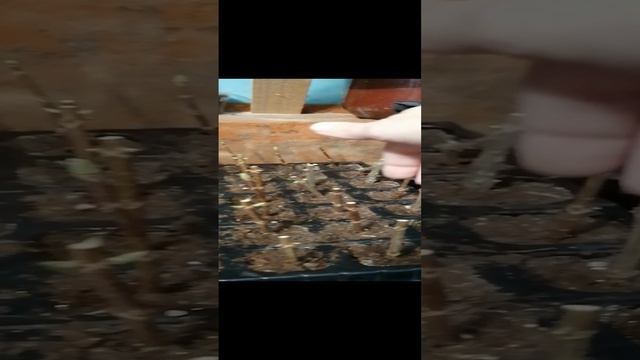 Древестное черенкование гортензии