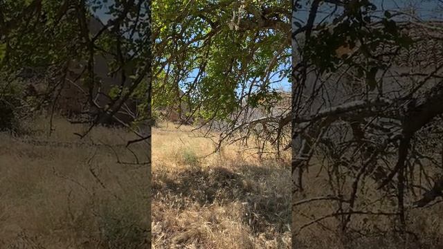 Series 34. Невероятный случай во время пандемии! Португалия 2600 км пешком смотреть онлайн