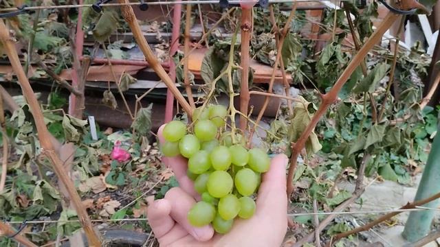 Первый заморозок, спасаем прививки