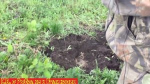 Как правильно посадить саженец Боярышника чтоб он прижился.Посадка Боярышника весной.