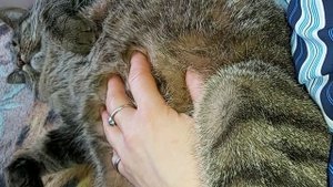 игрушка антистресс