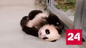 В московском зоопарке показали новые кадры с малышкой-пандой - Россия 24