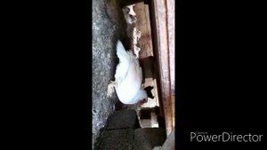 Отзыв о французской мускусной утке тяжёлой линии. Вес селезня в 6 месяцев.
