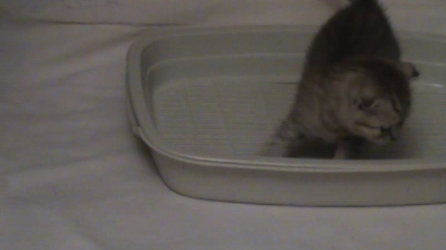 Котята шотландской короткошерстной