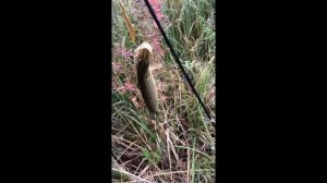 Ловля щуки на спиннинг. Рыбалка в Тамбове.