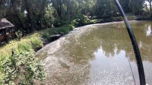 Наловил садок карпов на маховую удочку! | рыбалка на карпа на поплавок