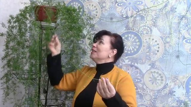 Аспарагус . Мифы и легенды..#аспарагус #комнатныерастения #спаржа #asparagus