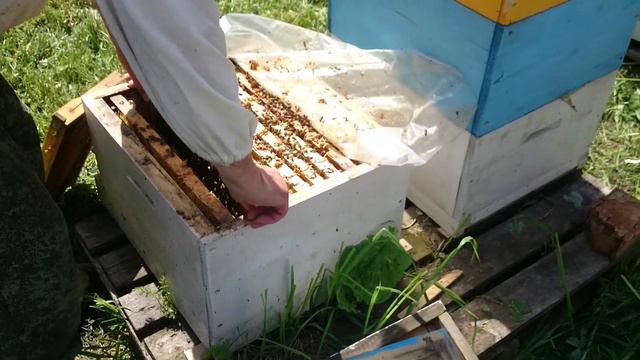 жаркий майский сибирский пчелоблог 17 май 2020 смотреть онлайн