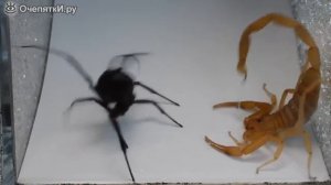 Паук против скорпиона