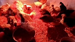 Зимнее содержание цыплят в неотапливаемом сарае.