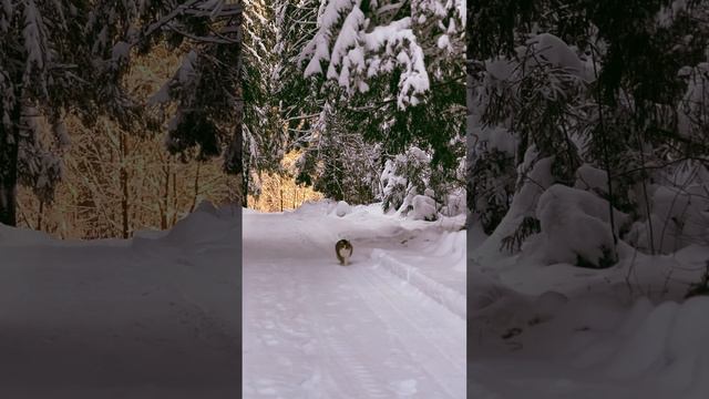 Сибирский кот Плюха гуляет в зимнем лесу.