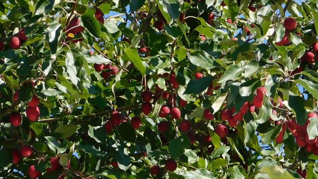 Red Apple Farm Nature смотреть онлайн