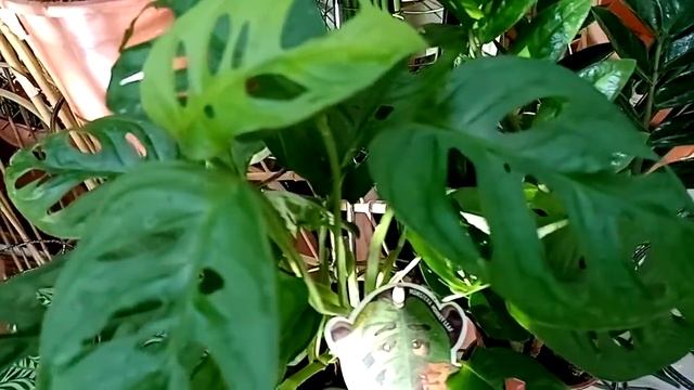 Комнатные растения. Оазис зимой. Обзор. смотреть онлайн