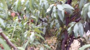 Персик Киевский Ранний.  КАК ДОБИТЬСЯ УРОЖАЯ ПРИ СЛОЖНЫХ ПОГОДНЫХ УСЛОВИЯХ