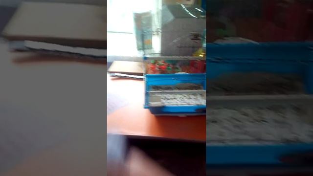 Чокнутый попугай смотреть онлайн